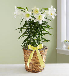 Easter Lily from Wyoming Florist in Cincinnati, OH