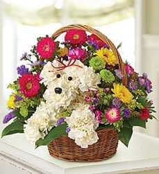 Little Dog in a Basket from Wyoming Florist in Cincinnati, OH