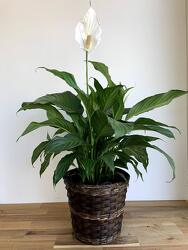 Peace Lily Plant from Wyoming Florist in Cincinnati, OH