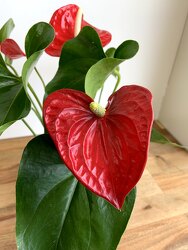 Red Anthurium Plant from Wyoming Florist in Cincinnati, OH