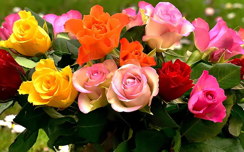 Roses delivered in Cincinnati, OH - Wyoming Florist