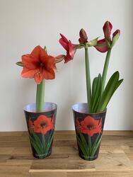 Amaryllis from Wyoming Florist in Cincinnati, OH