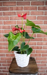 Anthurium Plant from Wyoming Florist in Cincinnati, OH
