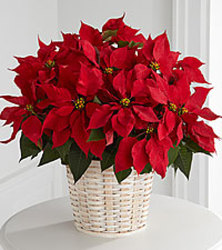 Red Poinsettia from Wyoming Florist in Cincinnati, OH