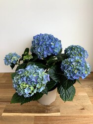 Blue Potted Hydrangea from Wyoming Florist in Cincinnati, OH