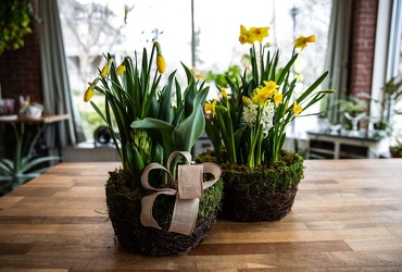 Blooming Bulb Basket from Wyoming Florist in Cincinnati, OH