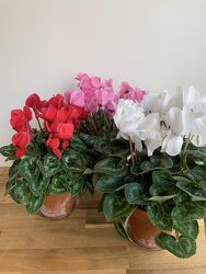 Cyclamen from Wyoming Florist in Cincinnati, OH