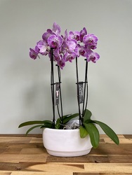 Double Orchid from Wyoming Florist in Cincinnati, OH