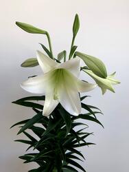 Easter Lily from Wyoming Florist in Cincinnati, OH