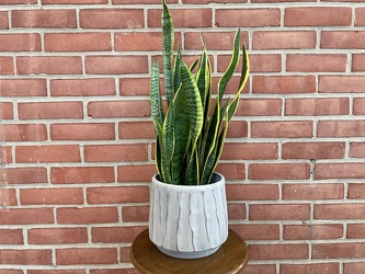 Sansevieria Ceramic from Wyoming Florist in Cincinnati, OH