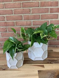 Pothos in Pot from Wyoming Florist in Cincinnati, OH