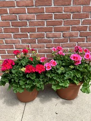 Geranium Patio Pot from Wyoming Florist in Cincinnati, OH