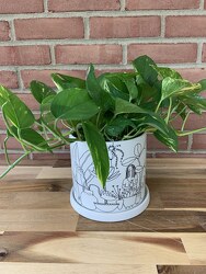 Plant Lady Pothos from Wyoming Florist in Cincinnati, OH