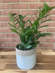 ZZ Plant from Wyoming Florist in Cincinnati, OH