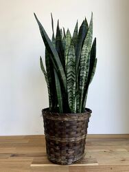 Sansevieria  from Wyoming Florist in Cincinnati, OH