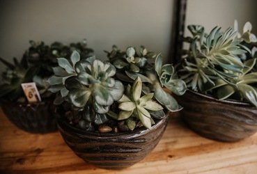 Succulent Garden from Wyoming Florist in Cincinnati, OH