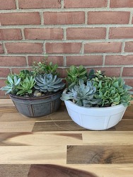 Succulent Garden from Wyoming Florist in Cincinnati, OH