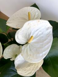 White Anthurium from Wyoming Florist in Cincinnati, OH