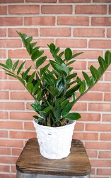 ZZ Plant from Wyoming Florist in Cincinnati, OH