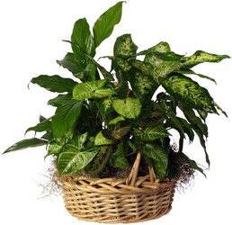 Basket Dish Garden from Wyoming Florist in Cincinnati, OH